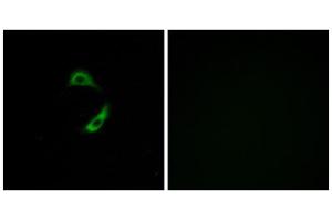 Immunofluorescence analysis of A549 cells, using OR10G9 antibody.