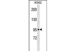 KIT Antibody (C-term ) (ABIN1537660 and ABIN2850163) western blot analysis in K562 cell line lysates (35 μg/lane). (KIT antibody  (C-Term))