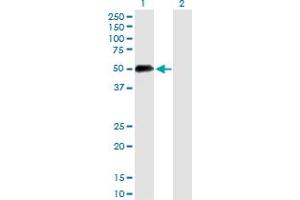 Western Blot analysis of UIMC1 expression in transfected 293T cell line by UIMC1 MaxPab polyclonal antibody.