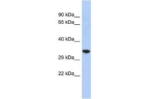 CREG2 antibody used at 1 ug/ml to detect target protein. (CREG2 antibody  (N-Term))