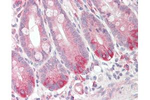Anti-GPR160 antibody IHC staining of human small intestine. (GPR160 antibody  (Internal Region))