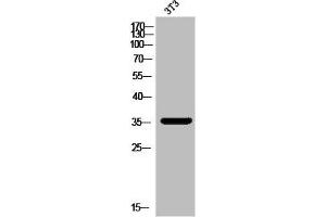 Western Blot analysis of 3T3 cells using MAGE-A5 Polyclonal Antibody