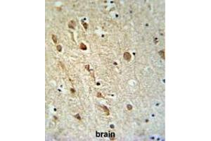 ZRANB1 Antibody (C-term) IHC analysis in formalin fixed and paraffin embedded brain tissue followed by peroxidase conjugation of the secondary antibody and DAB staining. (ZRANB1 antibody  (C-Term))