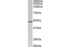 ABIN870679 (1µg/ml) staining of Daudi lysate (35µg protein in RIPA buffer). (Chitotriosidase 1 antibody  (AA 409-423))