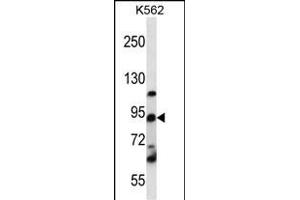 UBTF Antibody (C-term) (ABIN656478 and ABIN2845758) western blot analysis in K562 cell line lysates (35 μg/lane). (UBTF antibody  (C-Term))