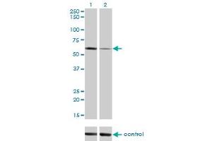 Western blot analysis of ALPPL2 over-expressed 293 cell line, cotransfected with ALPPL2 Validated Chimera RNAi (Lane 2) or non-transfected control (Lane 1).