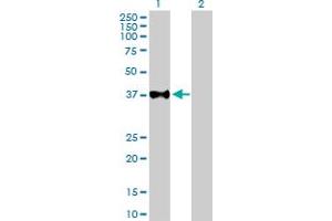 Western Blot analysis of USF2 expression in transfected 293T cell line by USF2 MaxPab polyclonal antibody. (USF2 antibody  (AA 1-346))