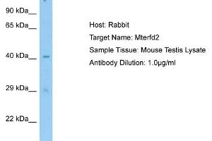 Host: RabbitTarget Name: Mterfd2Antibody Dilution: 1. (MTERFD2 antibody  (C-Term))