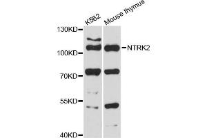 Western blot analysis of extracts of various cell lines, using NTRK2 antibody (ABIN5998392) at 1:3000 dilution. (TRKB antibody)