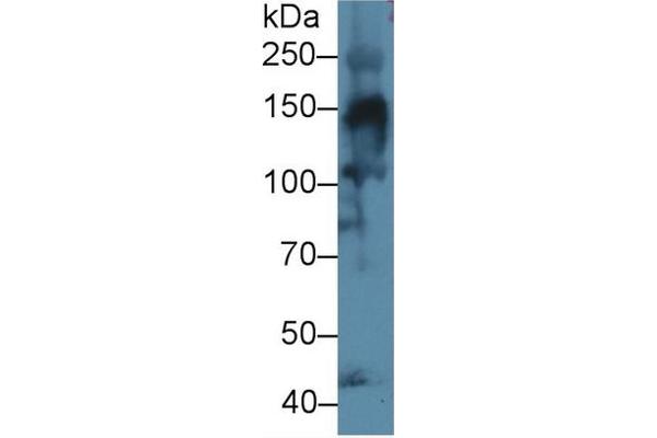 COL4a3 antibody  (AA 1428-1670)