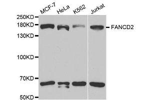 Western blot analysis of extracts of various cell lines, using FANCD2 antibody. (FANCD2 antibody  (AA 1-230))