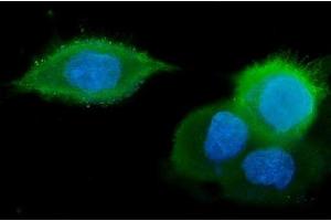 IF analysis of GM130 using anti-GM130 antibody (ABIN6719432). (Golgin A2 (GOLGA2) (AA 796-913) antibody)
