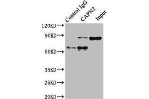 Immunoprecipitating CAPN2 in Hela whole cell lysate Lane 1: Rabbit control IgG instead of ABIN7146540 in Hela whole cell lysate. (Calpain 2 antibody  (Catalytic Subunit))