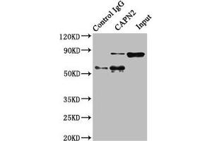 Immunoprecipitating CAPN2 in Hela whole cell lysate Lane 1: Rabbit control IgG instead of ABIN7146540 in Hela whole cell lysate.