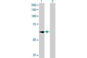 Western Blot analysis of WEE1 expression in transfected 293T cell line by WEE1 MaxPab polyclonal antibody. (WEE1 antibody  (AA 1-646))