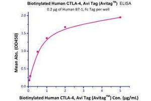 Binding Studies (Bind) image for CD80 (CD80) (AA 35-242) (Active) protein (Fc Tag) (ABIN2180845)