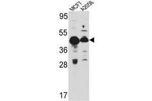 Image no. 1 for anti-Proliferation-Associated 2G4, 38kDa (PA2G4) (Middle Region) antibody (ABIN452929) (PA2G4 antibody  (Middle Region))