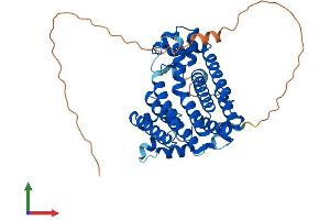 AlphaFold protein structure predicition of Mouse Recombinant Pdss1 Protein, UniprotID Q33DR2 (PDSS1 Protein (AA 1-409) (His tag))