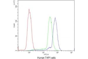 Flow cytometry testing of human THP1 cells with Cyclin D3 antibody at 1ug/10^6 cells (blocked with goat sera) (Cyclin D3 antibody  (AA 136-292))