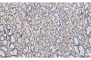 IHC analysis of Histone H1. (Histone H1 antibody  (AA 20-159))