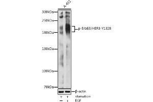 Western blot analysis of extracts of A-431 cells, using Phospho-ErbB3/HER3-Y1328 antibody (ABIN3020003, ABIN3020004, ABIN3020005 and ABIN7101868) at 1:2000 dilution. (ERBB3 antibody  (pTyr1328))