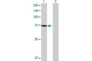 Western Blot analysis of HSPA1L expression in transfected 293T cell line by HSPA1L MaxPab polyclonal antibody. (HSPA1L antibody  (AA 1-641))