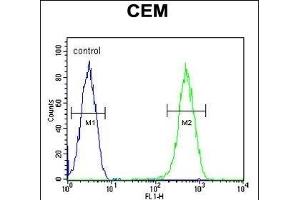 CRCT1 Antibody (N-term) (ABIN653986 and ABIN2843928) flow cytometric analysis of CEM cells (right histogram) compared to a negative control cell (left histogram).