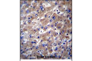 SLMO2 Antibody (Center) (ABIN656338 and ABIN2845638) immunohistochemistry analysis in formalin fixed and paraffin embedded human liver tissue followed by peroxidase conjugation of the secondary antibody and DAB staining. (SLMO2 antibody  (AA 92-121))