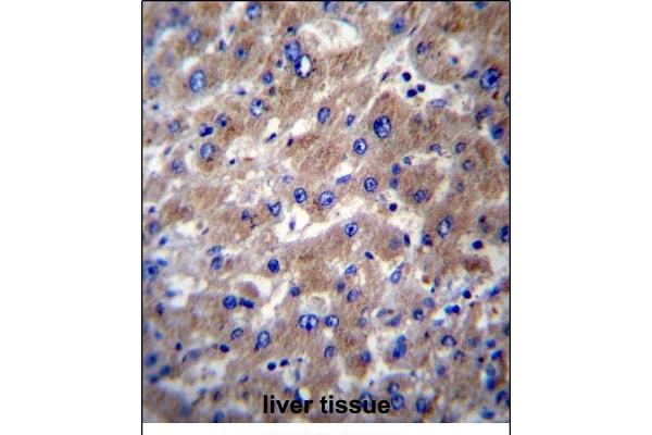 SLMO2 antibody  (AA 92-121)