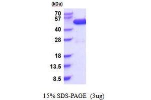 SDS-PAGE (SDS) image for C-Src tyrosine Kinase (CSK) (AA 1-450) protein (His tag) (ABIN5853916)