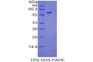 SDS-PAGE (SDS) image for Interferon, alpha 8 (IFNA8) (AA 24-189) protein (His tag,GST tag) (ABIN1877544)