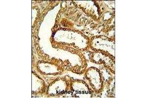 CCR1 Antibody (N-term) (ABIN651052 and ABIN2840048) immunohistochemistry analysis in formalin fixed and paraffin embedded human kidney tissue followed by peroxidase conjugation of the secondary antibody and DAB staining. (CCR1 antibody  (N-Term))