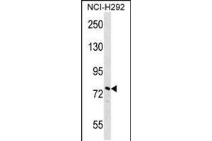 Western blot analysis in NCI-H292 cell line lysates (35ug/lane). (NOLC1 antibody  (N-Term))