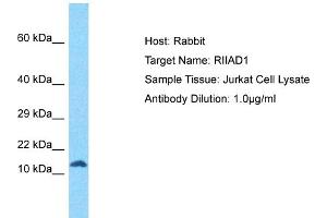 Host: Rabbit Target Name: RIIAD1 Sample Tissue: Human Jurkat Whole Cell Antibody Dilution: 1ug/ml (RIIAD1 antibody  (N-Term))