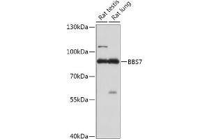 Western blot analysis of extracts of various cell lines, using BBS7 antibody (ABIN7265825) at 1:1000 dilution.