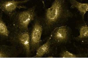 Immunofluorescence staining of human endothelial cells. (Cullin 2 antibody  (AA 18-182))