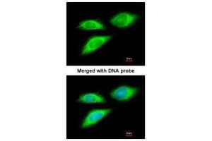 ICC/IF Image Immunofluorescence analysis of paraformaldehyde-fixed HeLa, using BAG5, antibody at 1:200 dilution.