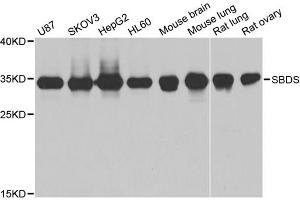 Western blot analysis of extracts of various cell lines, using SBDS antibody (ABIN5973483) at 1/1000 dilution. (SBDS antibody)