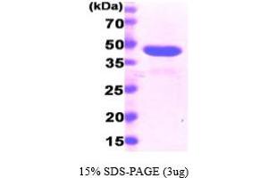 SDS-PAGE (SDS) image for Peptidylprolyl Isomerase D (PPID) (AA 1-370) protein (His tag) (ABIN667706)