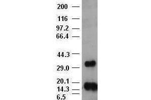 bFGF antibody (3D9) at 1:1000 + Recombinant human bFGF (FGF2 antibody  (AA 10-155))