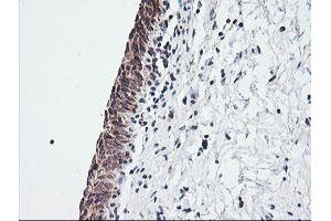 Image no. 2 for anti-Mitochondrial Ribosomal Protein S34 (MRPS34) antibody (ABIN1499566) (MRPS34 antibody)