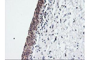 Image no. 2 for anti-Mitochondrial Ribosomal Protein S34 (MRPS34) antibody (ABIN1499566) (MRPS34 antibody)