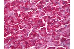 Anti-EIF2S3 / EIF2G antibody IHC of human pancreas. (EIF2S3 antibody)