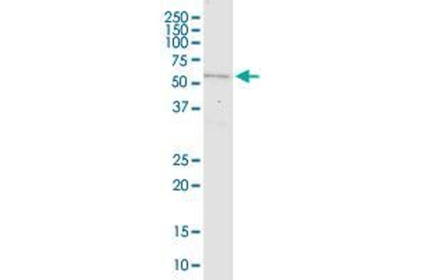 MARS2 antibody  (AA 1-106)