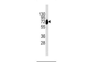 CDH10 antibody  (C-Term)