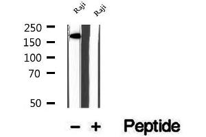 Western blot analysis of extracts of Raji cells, using KIDINS220 antibody.