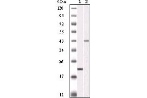 Western Blotting (WB) image for anti-Aurora Kinase B (AURKB) (truncated) antibody (ABIN2464014) (Aurora Kinase B antibody  (truncated))