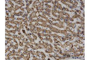 Immunoperoxidase of monoclonal antibody to SEPT6 on formalin-fixed paraffin-embedded human liver. (Septin 6 antibody  (AA 1-434))