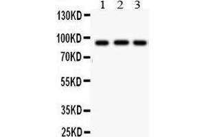 Anti- CUL1antibody, Western blotting All lanes: Anti CUL1  at 0. (Cullin 1 antibody  (N-Term))