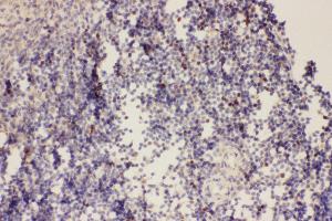 Anti-FOXP3 Picoband antibody,  IHC(P):Rat Spleen Tissue (FOXP3 antibody  (AA 101-431))